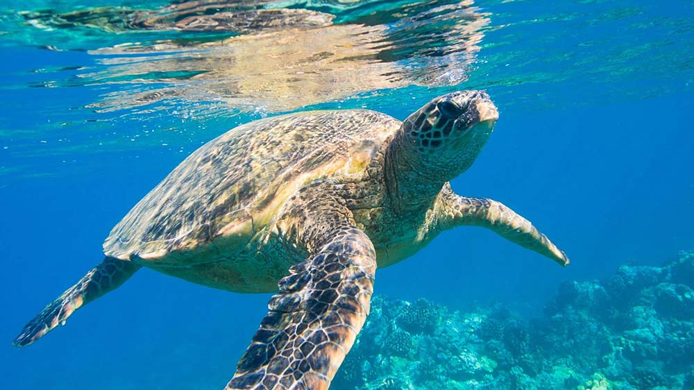 Turtle Bay in Nordzypern, Strand Alagadi